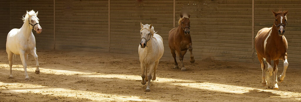 Gallop everyone!