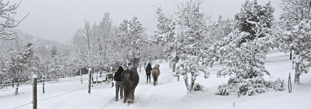 A walk in the snow